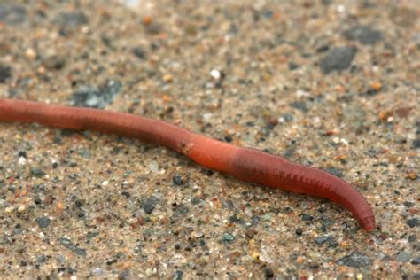 Dig In To Find Out About Earthworms Naturally North Idaho