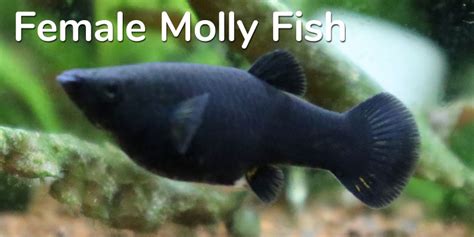 How To Breed Molly Fish Beginners Guide To Breeding Mollies 2022