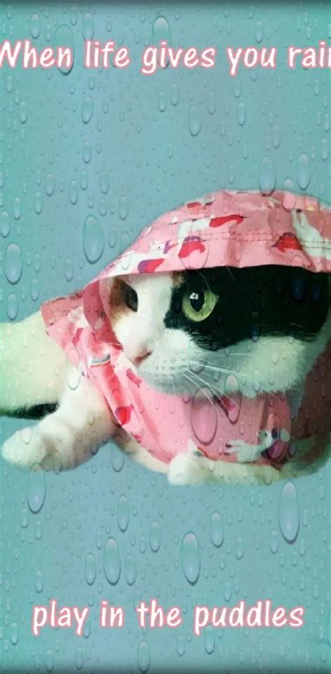 Cat Play In Rain Wallpaper By 1artfulangel Download On Zedge 827e