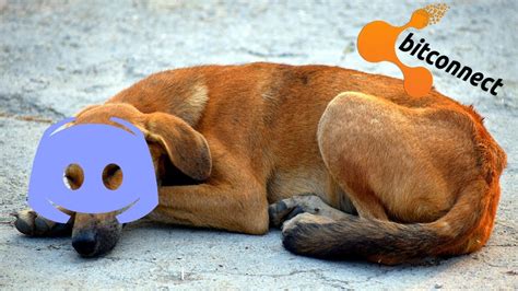 190 pup ideas | dog icon, pup, dog images. Discord Dog Meme (I'm not proud of this one) - YouTube