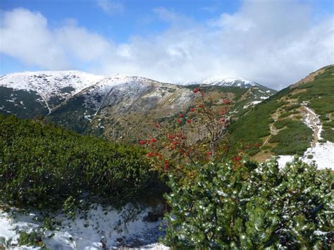 See more of trokas tumbadas on facebook. Sorba foto de archivo. Imagen de baya, orgánico, caída - 59247960