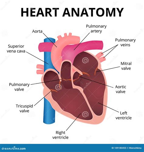 Anatomie Van Het Menselijke Hart Vector Illustratie Illustration Of