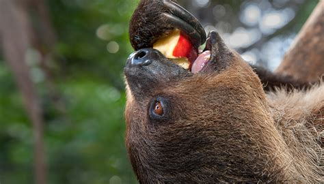 Sloth Eating