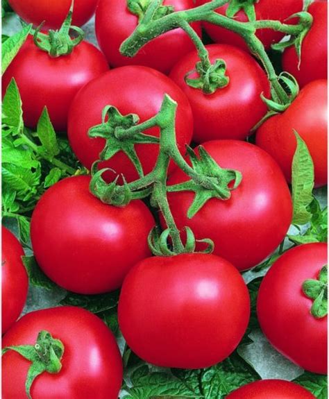 Tomato F1 Hybrid Buy Online Vegetable Flower Seeds Garden Tools