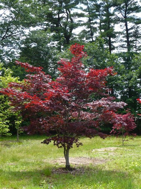 Planting Maple Trees In Summer