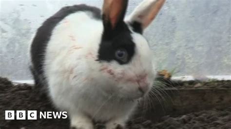omagh s flying rabbit bunny rescued from roof after storm gertrude bbc news