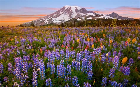 Hintergrundbilder 1920x1200 Px Blaue Blumen Landschaft Berge