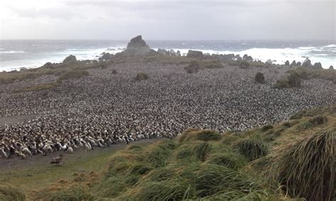 This Week At Macquarie Island 2 November 2018 Australian Antarctic