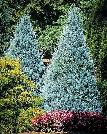 Wichita Blue Juniper In 2020 Conifers Garden Garden Shrubs Indoor
