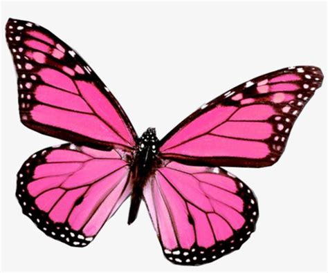 Download Mariposa Png De Juli González Pink Butterfly HD