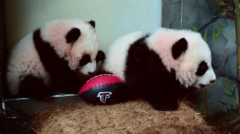 Zoo Atlantas Panda Cubs Say Go Falcons Youtube
