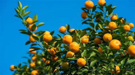 15 Quick Fixes For A Small Orange Fruits On The Tree