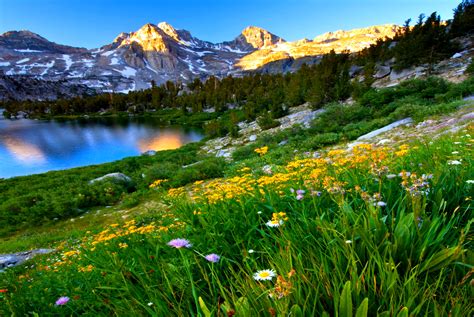 Daisies on Mountainside in Spring HD Wallpaper 