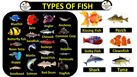 100 Types Of Fish List Of Fish Names With Pictures Vocabulary Point