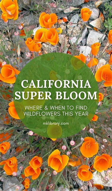 The California Super Bloom Wildflower Season Is Fast Approaching And