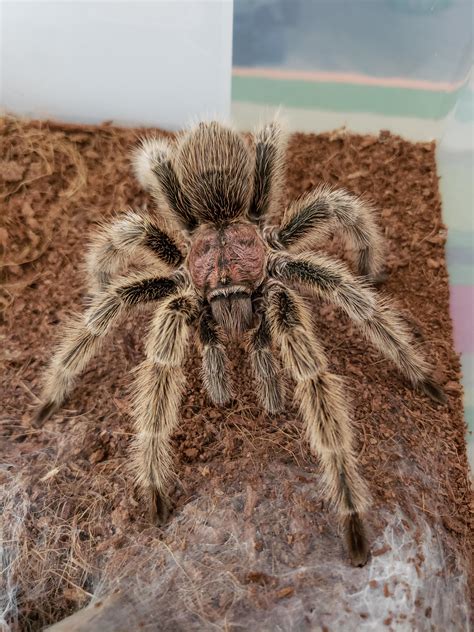 Ive Had My Male Rose Hair Tarantula For Over 4 Years Now And He Has