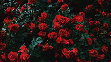 Collection by emily joy • last updated 9 weeks ago. Red Aesthetic Wallpapers: 20+ Images - WallpaperBoat