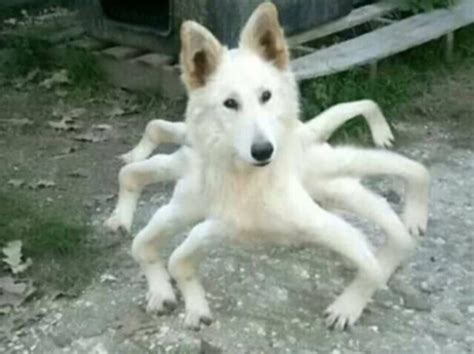 Funny Cursed Dog Images Best Funny Images