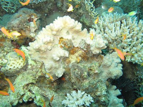 Dying Corals Halfdead Corals Prilfish Flickr