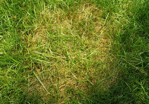 Brown Patch And Large Patch Diseases Of Lawns Home
