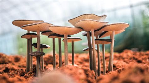 Fantastic Fungi Review Watch A Film About The Mycelium