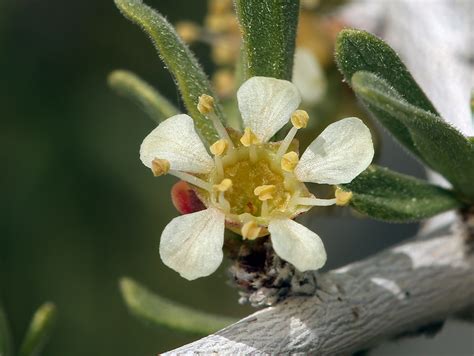 Prunus fasciculata Calflora