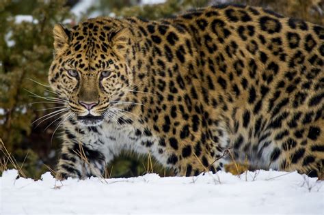 Endangered Tigers Endangered Species Amur Leopard Cat Couple Rare