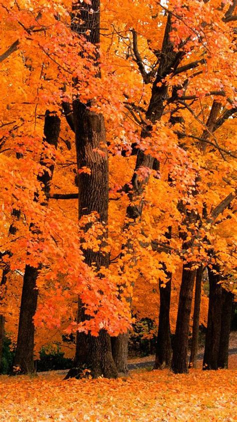 Autumn wallpapers hd provides you with the opportunity to embrace your favorite fall wallpaper end enjoy the colors of autumn wallpapers hd is a free app invented only for your windows phone. 25 Fall iPhone Wallpapers