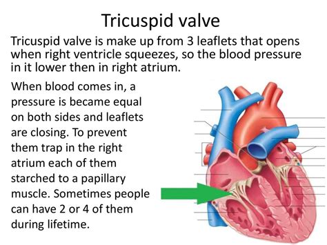 Difference Between Bicuspid Valve And Tricuspid Valve
