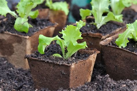 Planting Lettuce How To Grow Lettuce Plantura