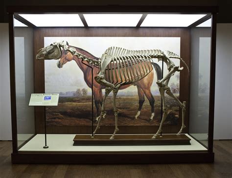 Lexington Racehorse, 1878 | Smithsonian Insider