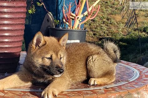 But would this alert puppy suit your family? Shiba Inu puppy for sale near San Diego, California. | 90f51c1e-cf51