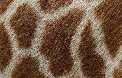 Wallpaper Macro Texture Wool Giraffe Spot Skin Fur Images For