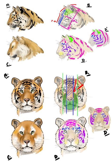 Apprenez à dessiner un tigre grâce à notre tutoriel qui vous détaille