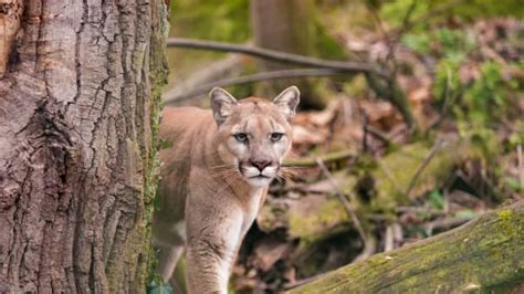 Watch Trail Cam In British Columbia Captures Rare Multiple Cougar