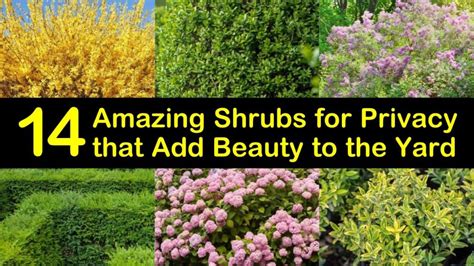 13 Amazing Shrubs For Privacy That Add Beauty To The Yard