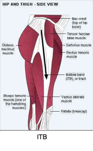 Tendons are bands of strong connective tissue that attach muscle to bone. Iliotibial Band Stretch and chiropractic management of the ITB.