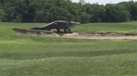 15 Foot Alligator Spotted On A Florida Golf Course Aol News