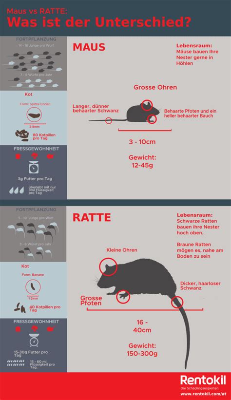 Rentokil erklärt den Unterschied Maus oder Ratte