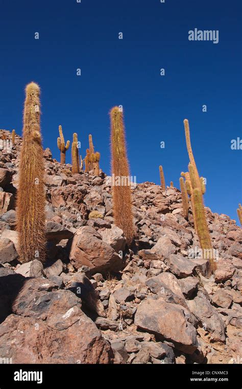 Cacti In Atacama Desert Chile Atacama Desert Stock Photo Alamy