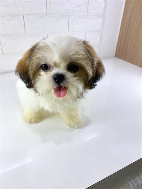 Best Quality Shih Tzu Puppies For Sale In Singapore April 2021