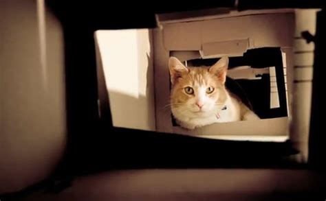 Catsparella Devoted Cat Dad Constructs Ultimate Kitty Maze Out Of