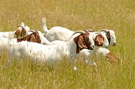 Raising Boer Goats For Profit 2018 The Ultimate Guide