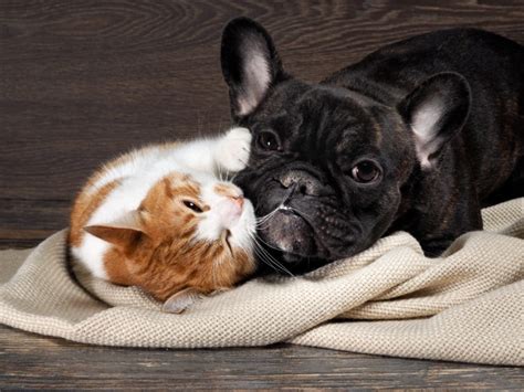 Hund Und Katze Zusammenführen So Funktionierts Hundehaltung