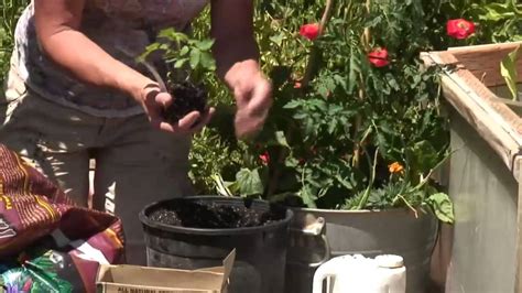 How To Grow Tomatoes In 5 Gallon Buckets Youtube