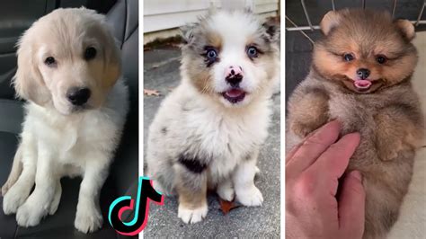 Cutest Puppies On Tiktok Doggos Doing Funny Things Tik Tok 2021