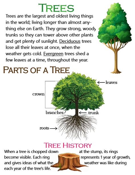 Trees Parts Of A Tree And Tree History ~ Anchor Chart Jungle Academy
