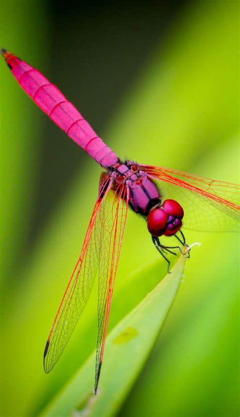 Picture Of A Red Dragonfly Dragonfly Photos Dragonfly Images