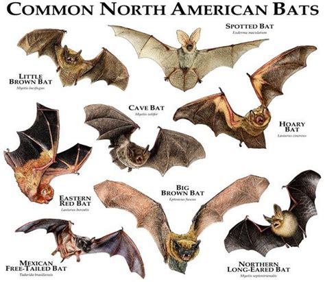 Common Bats Of North America Poster Print Etsy Bat Species Mammals Bat
