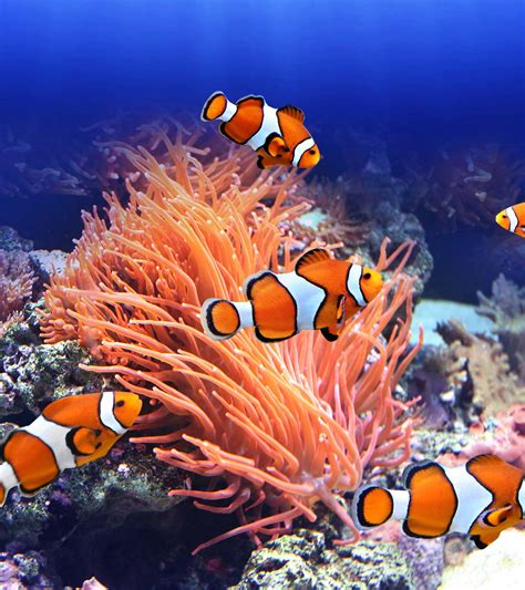 Sea Anemone And Clownfish Facts